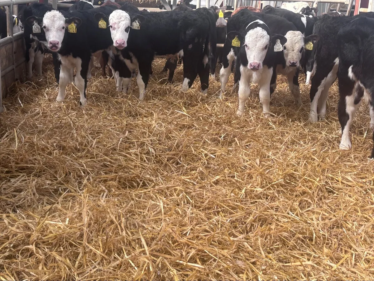 20 top quality Hereford bull calves for sale - Image 1