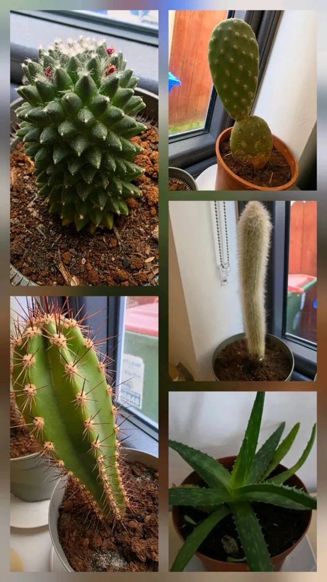 Cacti from Cyprus - Image 1