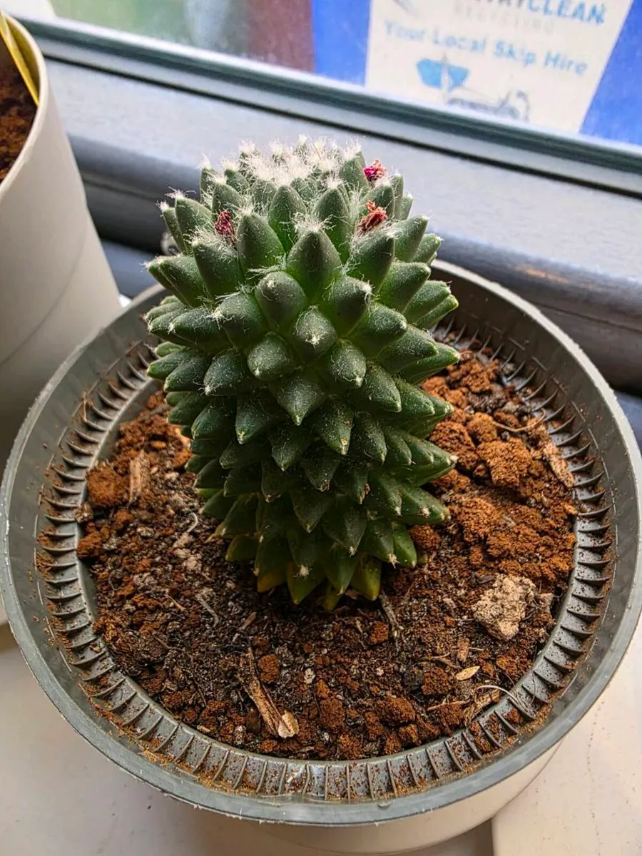 Cacti from Cyprus - Image 3