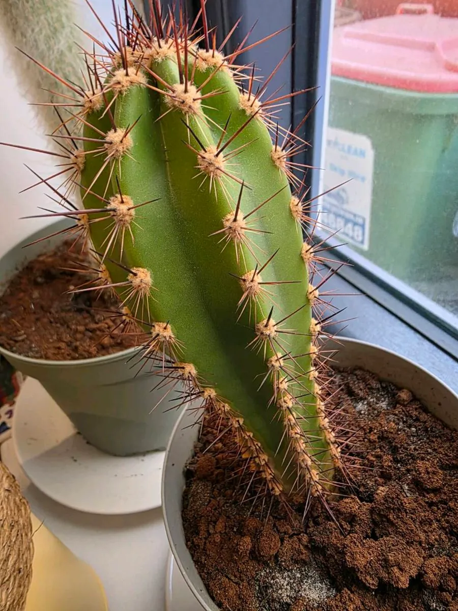 Cacti from Cyprus - Image 2