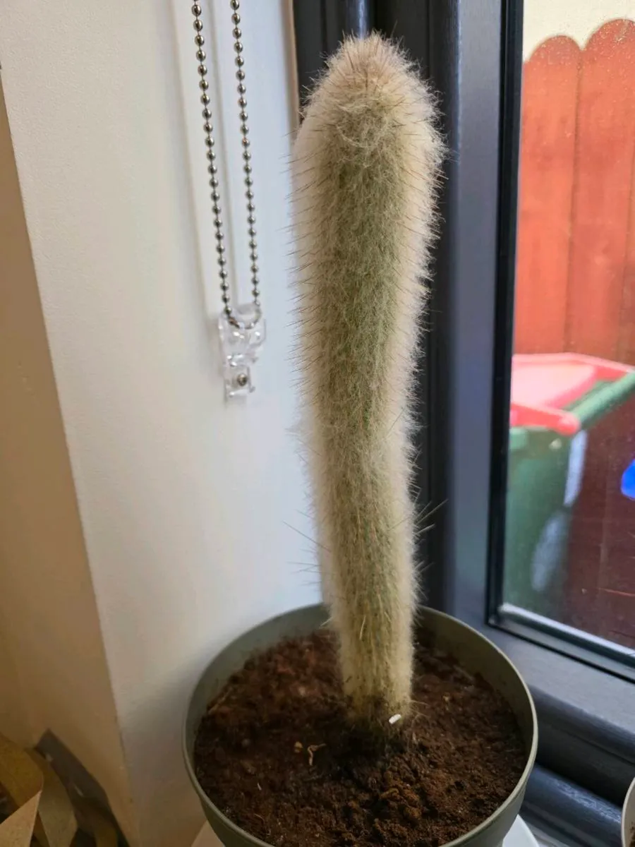 Cacti from Cyprus - Image 4