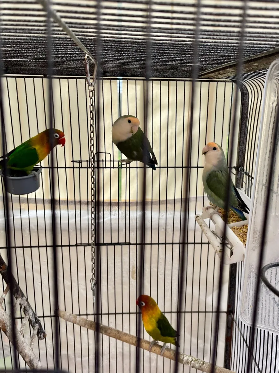 4 Love birds+ cages - Image 1