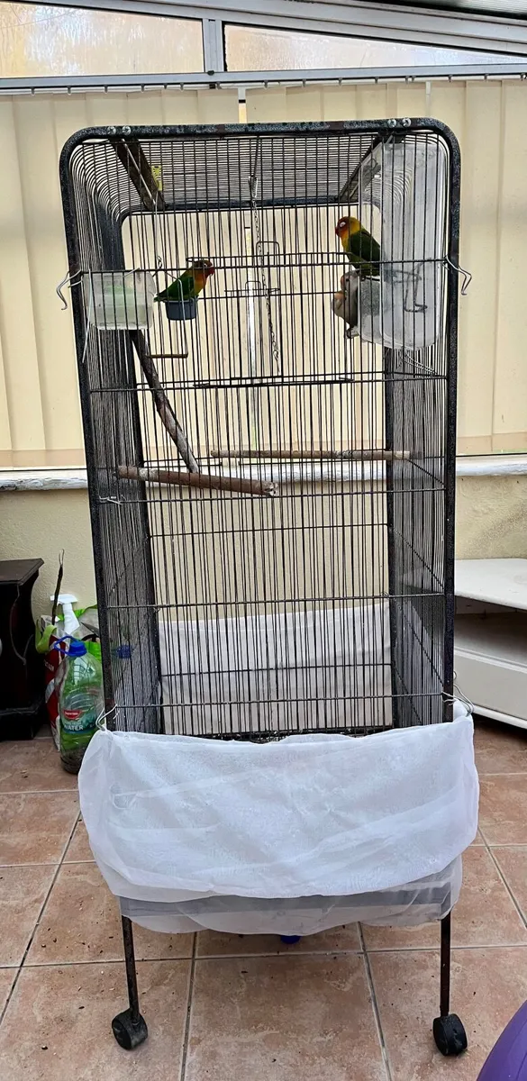 4 Love birds+ cages - Image 2