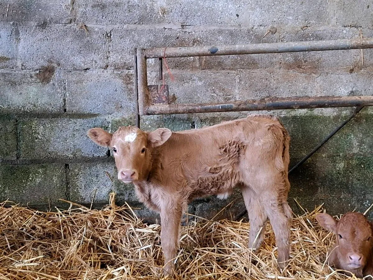 Dual purpose Simmental cow and calf - Image 2