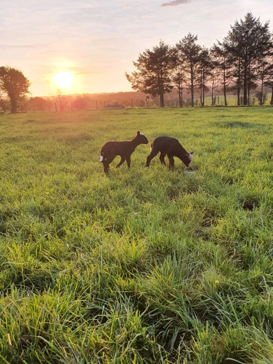 Zwartbles x  hogget with 2 ewe lambs - Image 3