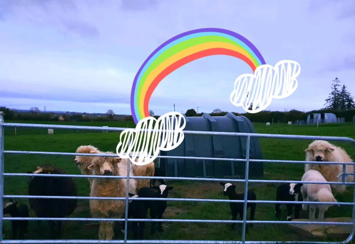 Zwartbles x  hogget with 2 ewe lambs - Image 2