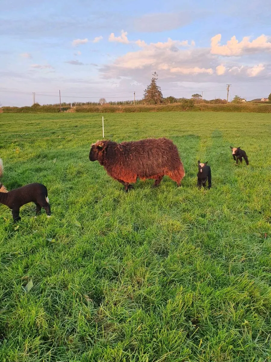 Zwartbles x  hogget with 2 ewe lambs - Image 4