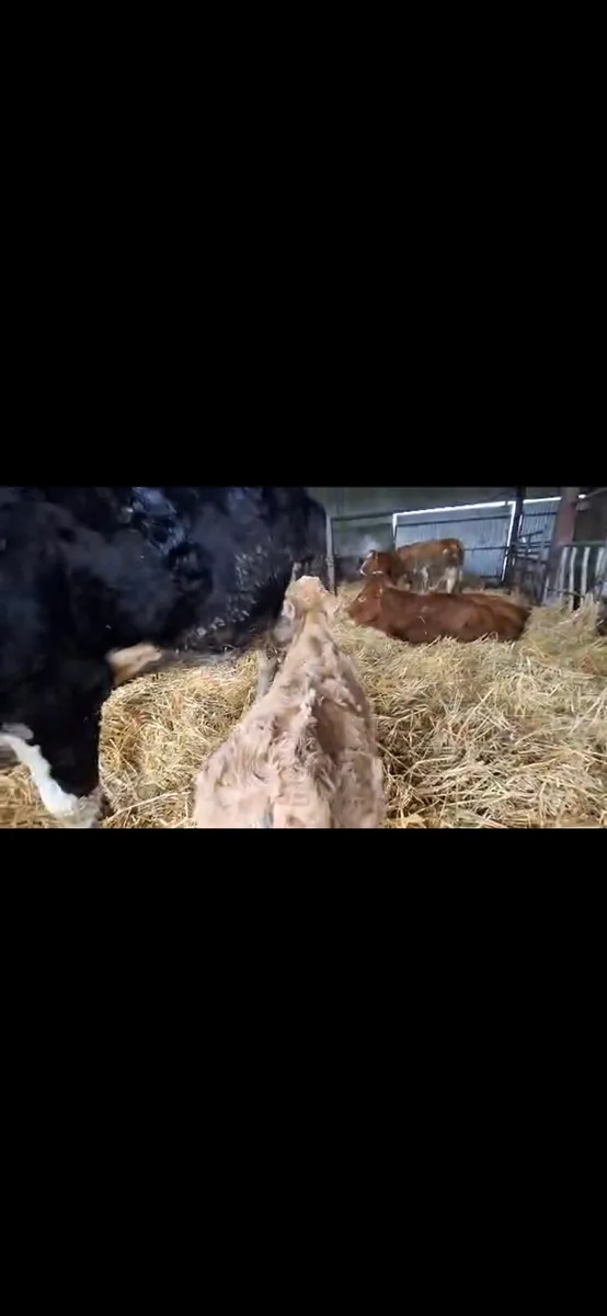 Simmental dual purpose cow and calf - Image 4