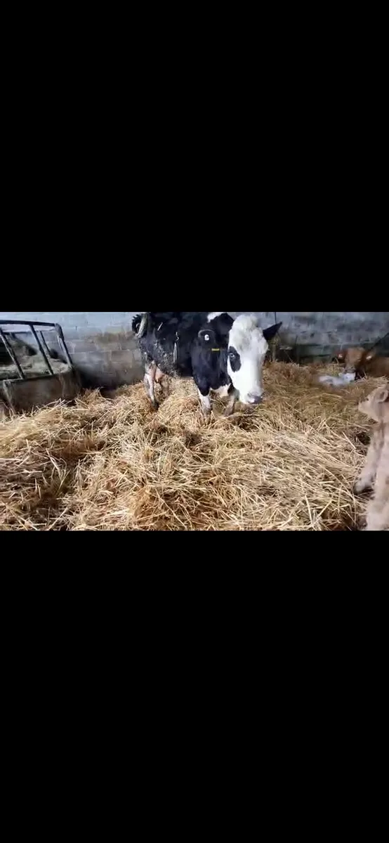 Simmental dual purpose cow and calf - Image 1