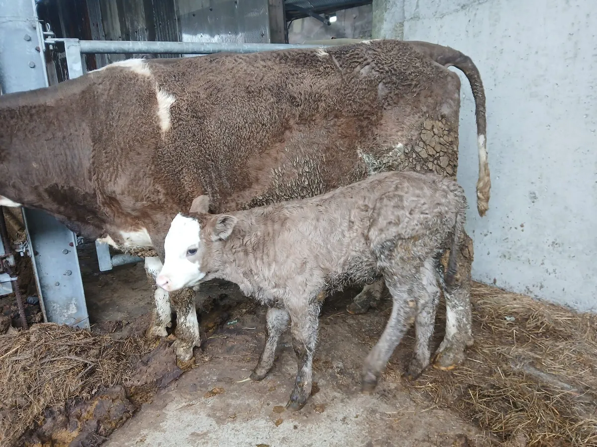 Suckler Simmental x - Image 1