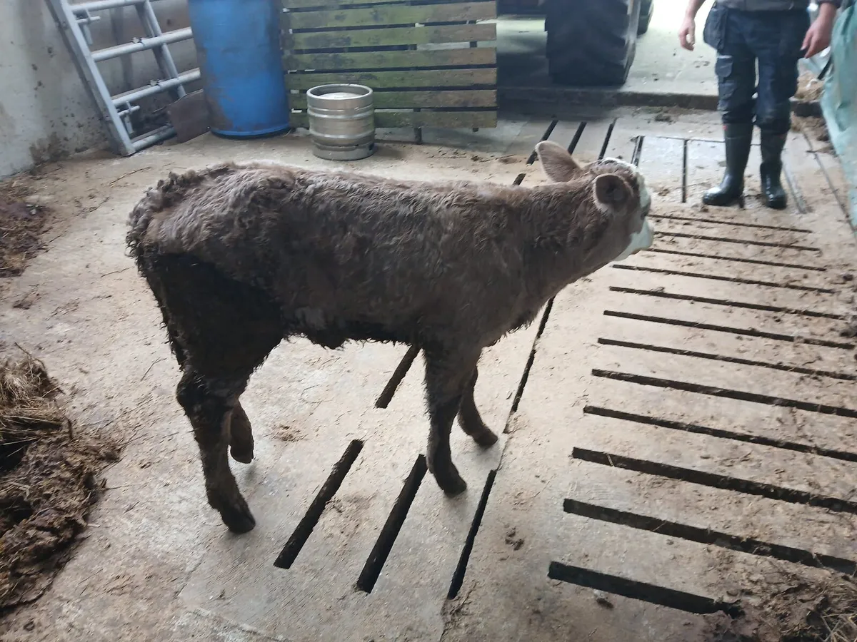 Suckler Simmental x - Image 2