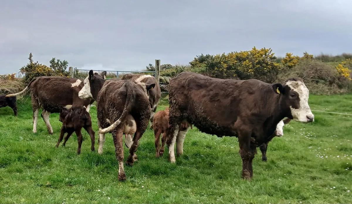 Suckler Simmental x - Image 3