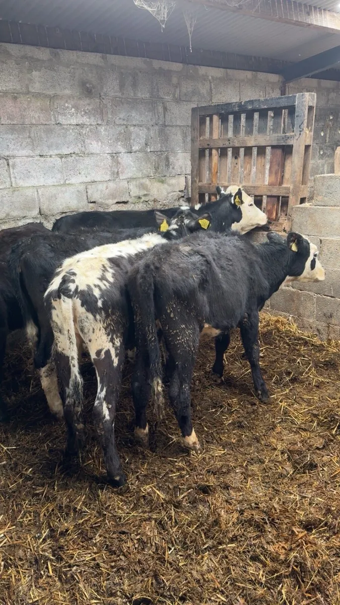 Weanling Heifers - Image 4
