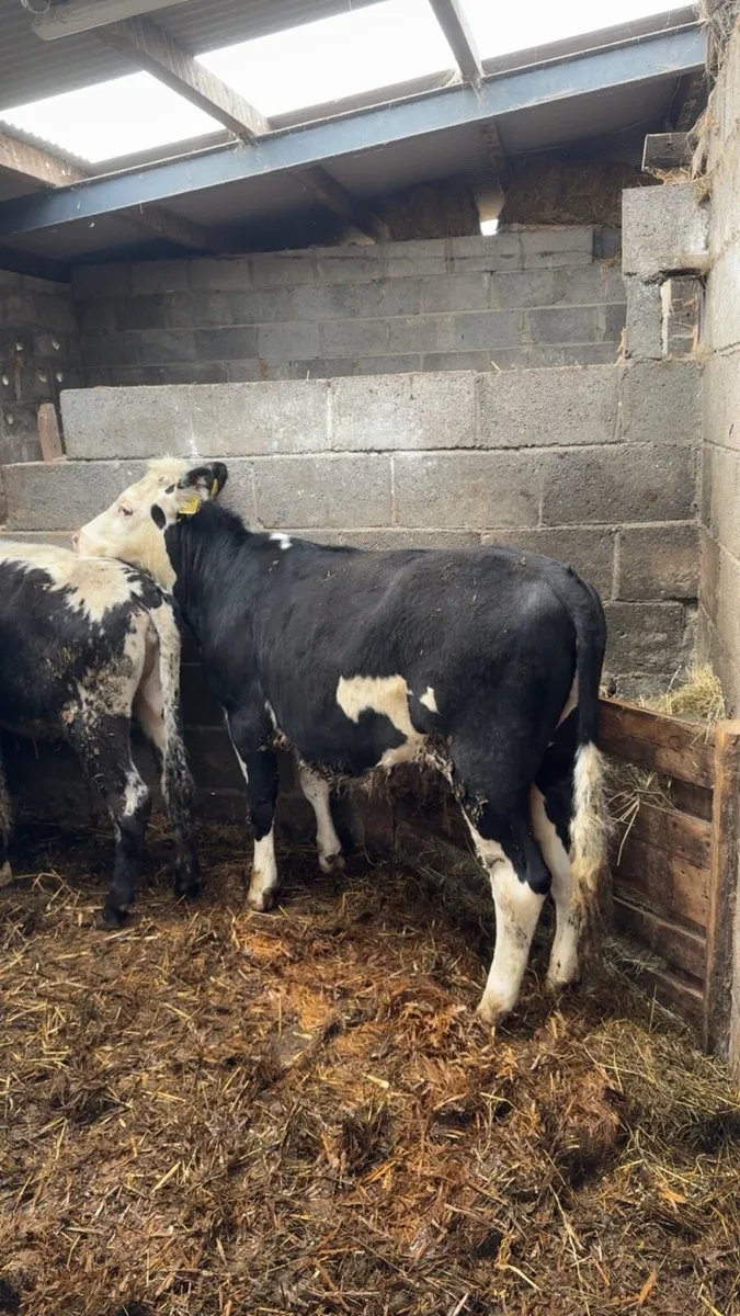 Weanling Heifers - Image 1