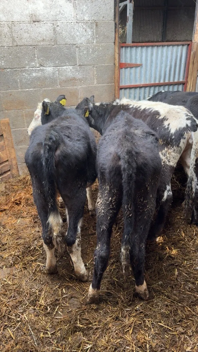 Weanling Heifers - Image 2