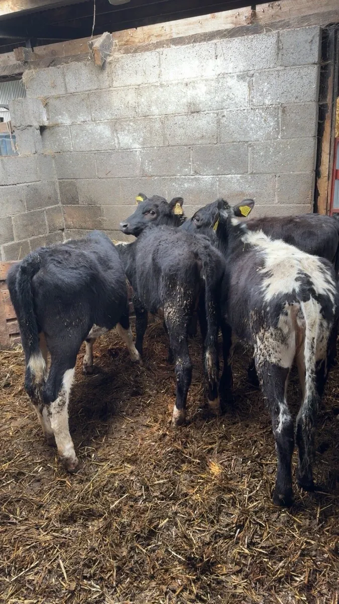 Weanling Heifers - Image 3