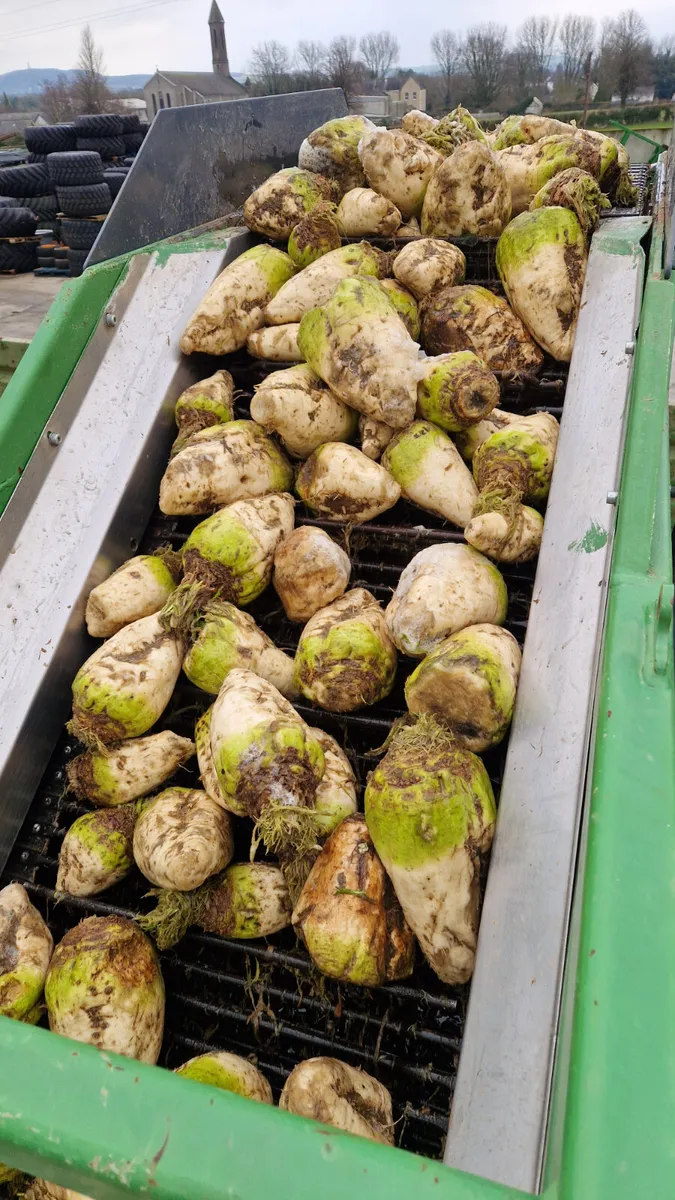 Washed Beet - Image 1