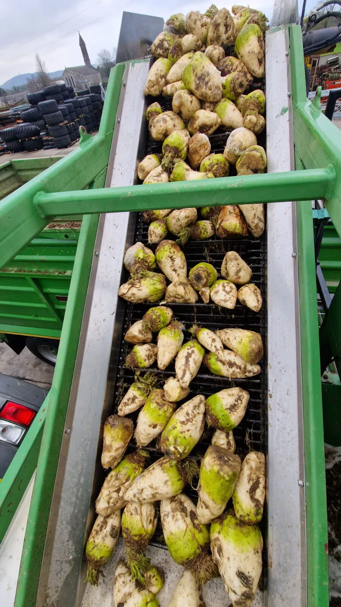 Washed Beet - Image 2