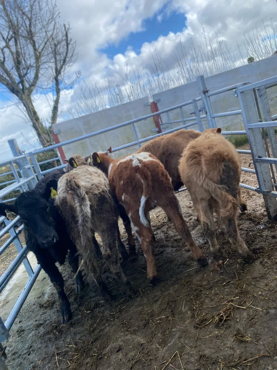 8 suckler bred heifer weanlings - Image 2
