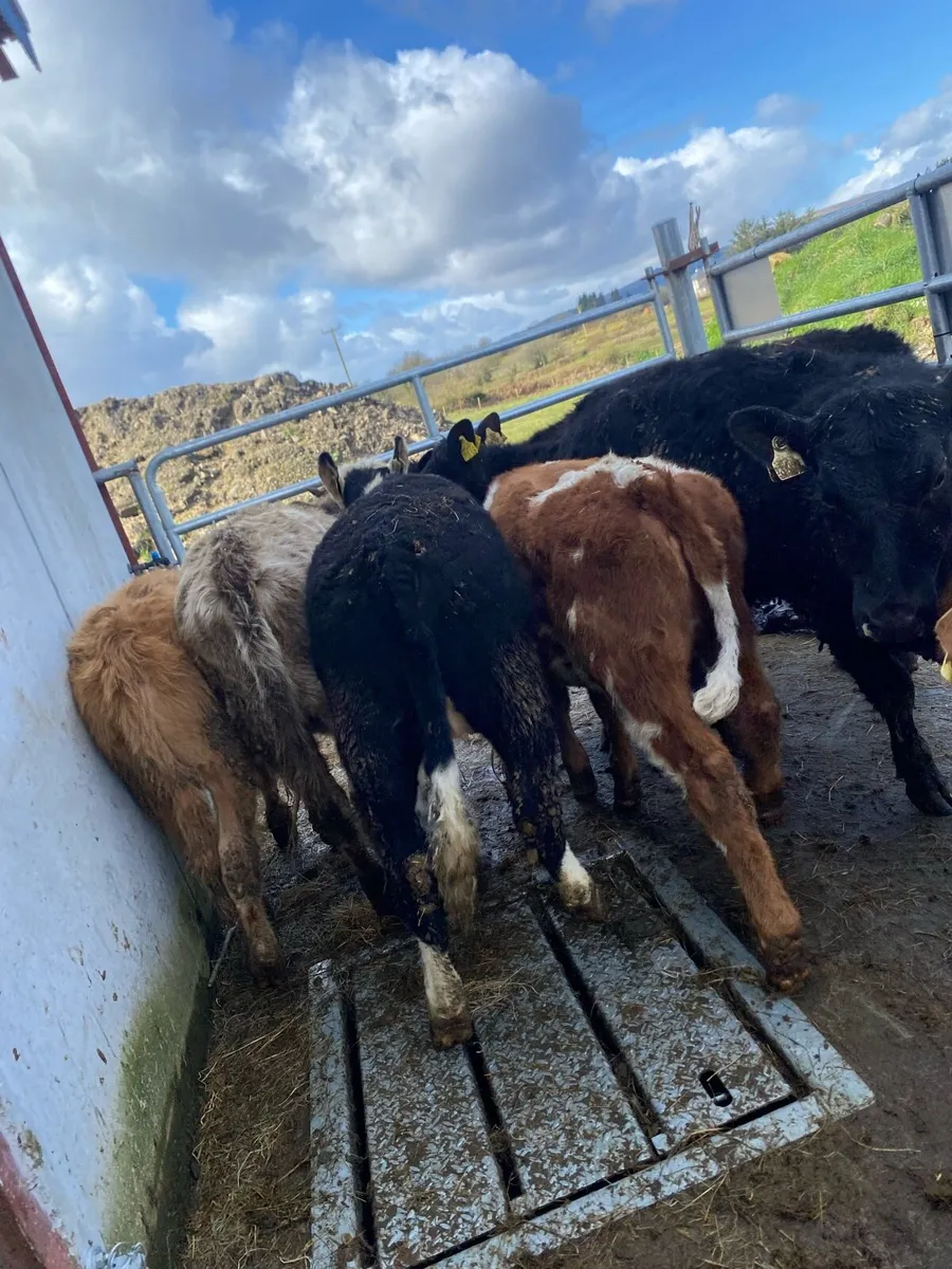 8 suckler bred heifer weanlings - Image 3