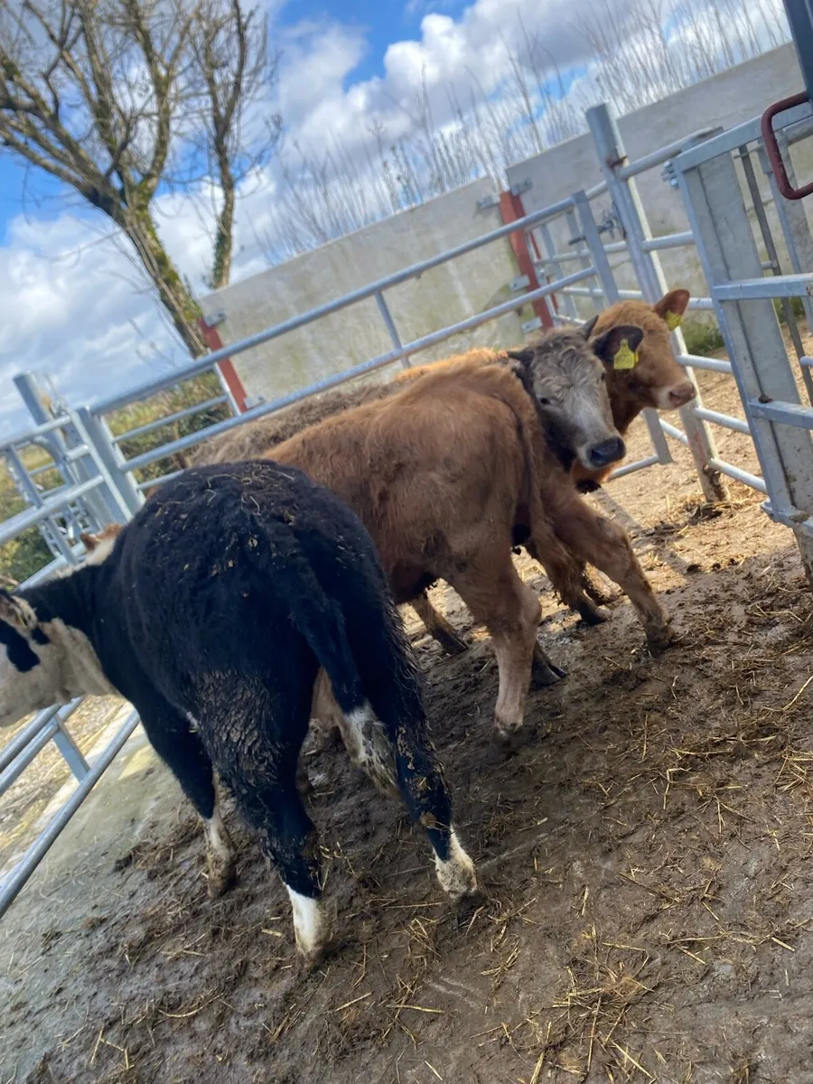 8 suckler bred heifer weanlings - Image 4