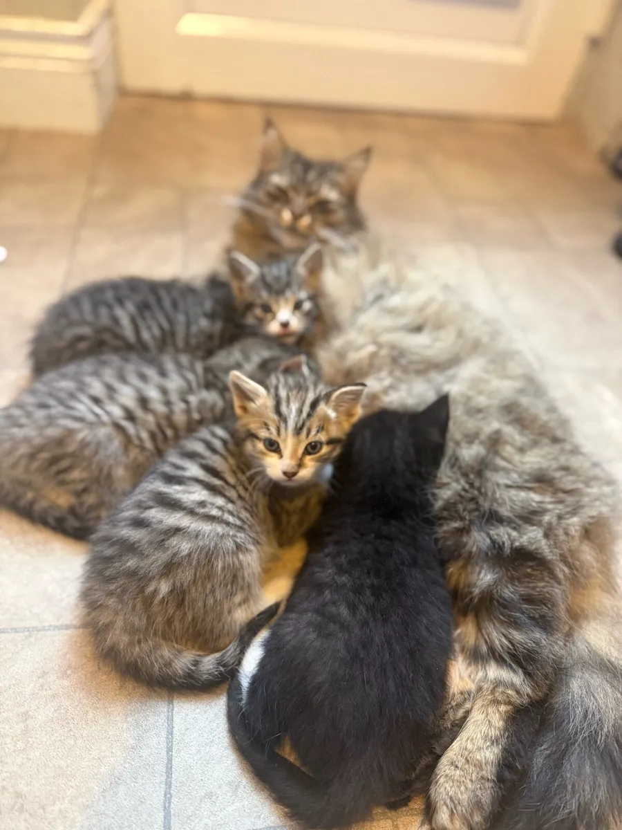 Adorable Tabby Kittens - Image 1