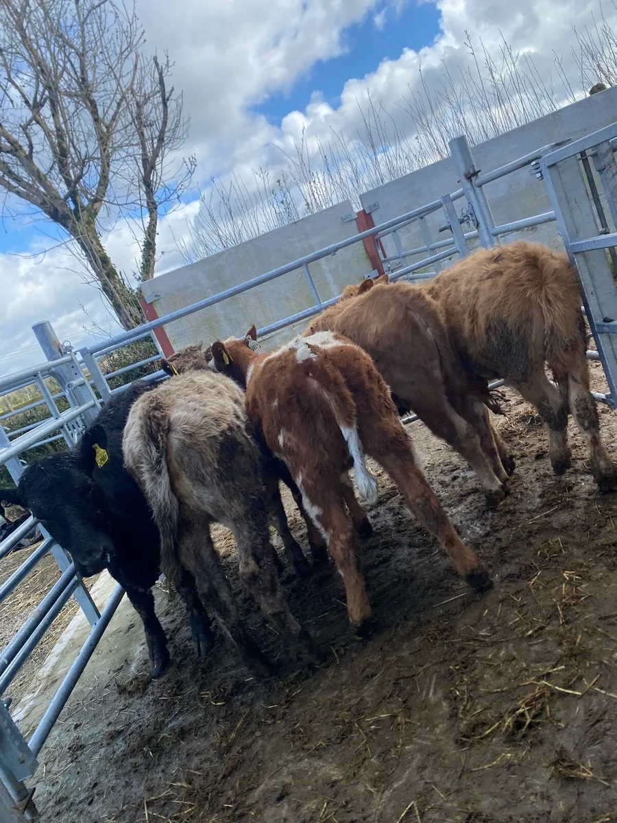 8 suckler bred heifer weanlings - Image 1