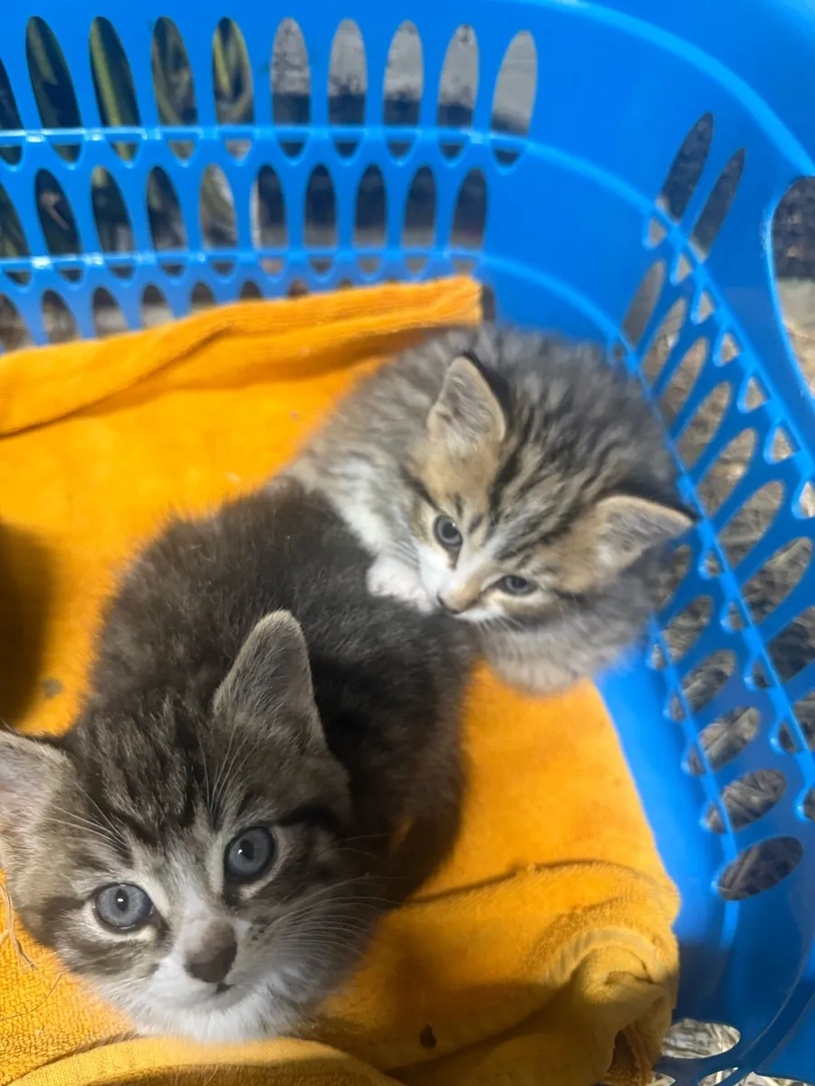 Adorable Tabby Kittens - Image 3