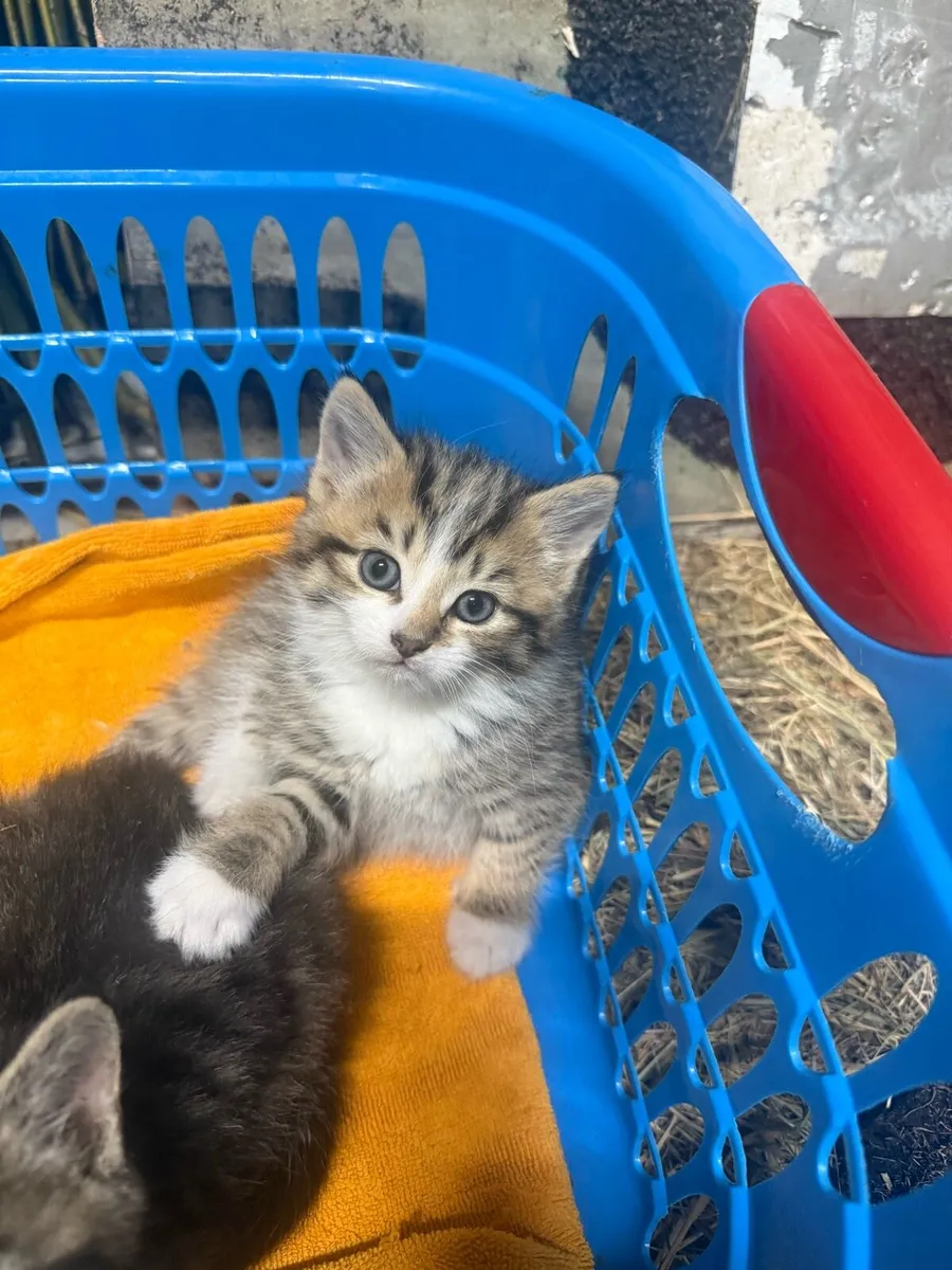 Adorable Tabby Kittens - Image 4