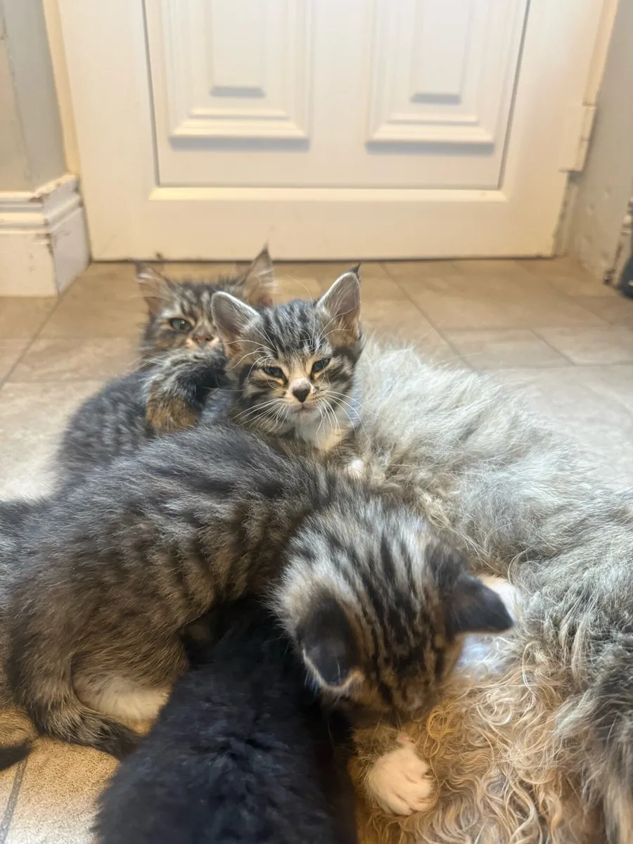 Adorable Tabby Kittens - Image 2