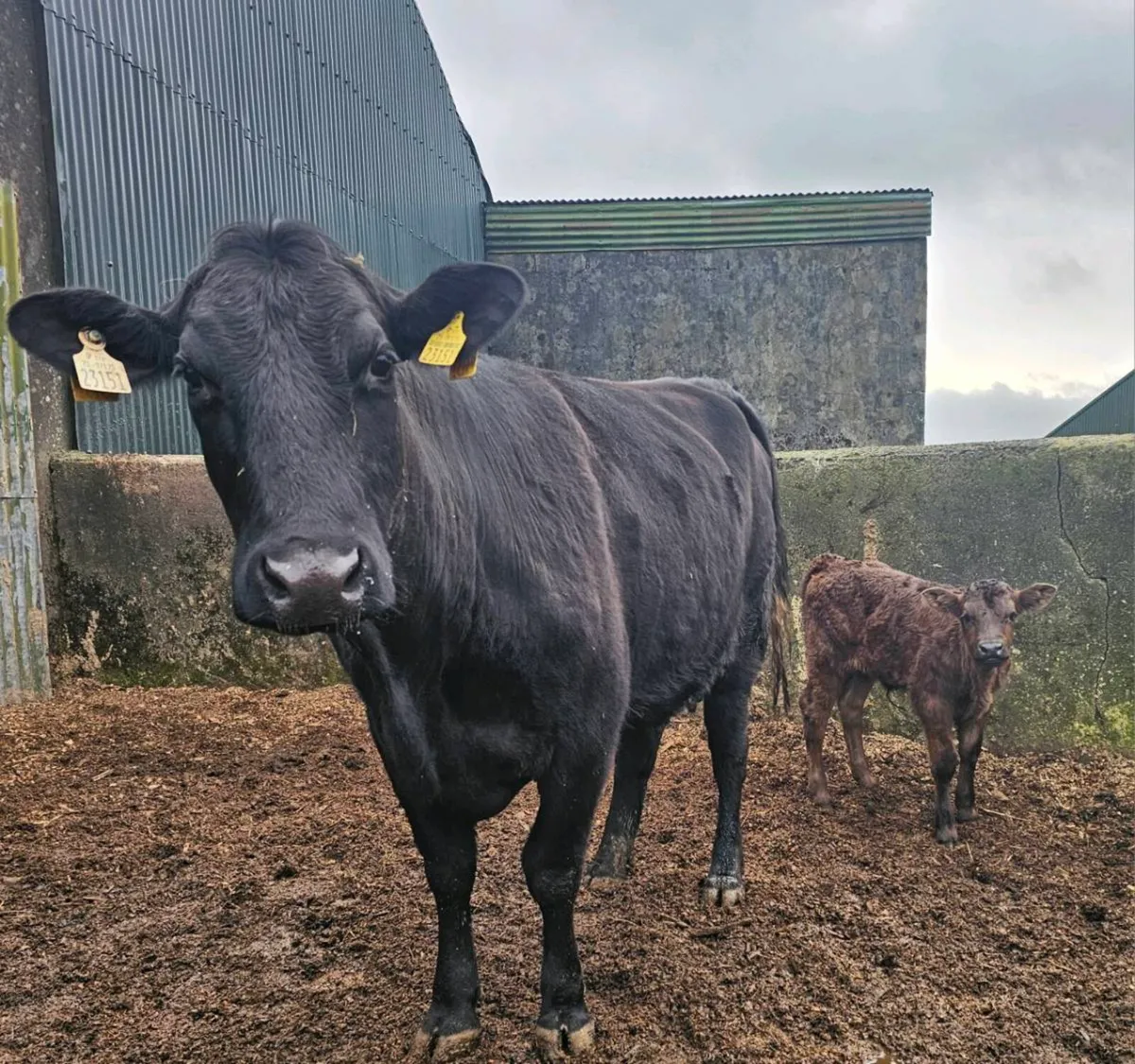 Suckler Heifer and calf for sale - Image 1