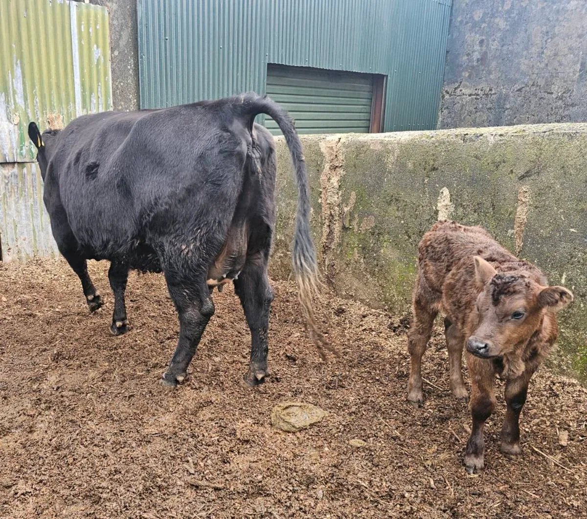 Suckler Heifer and calf for sale - Image 2