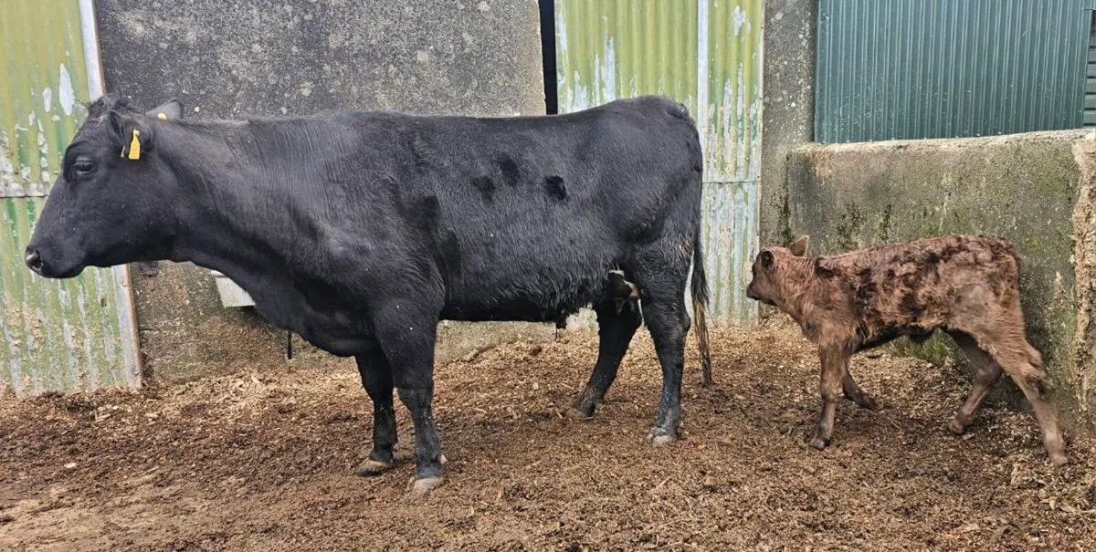 Suckler Heifer and calf for sale - Image 4