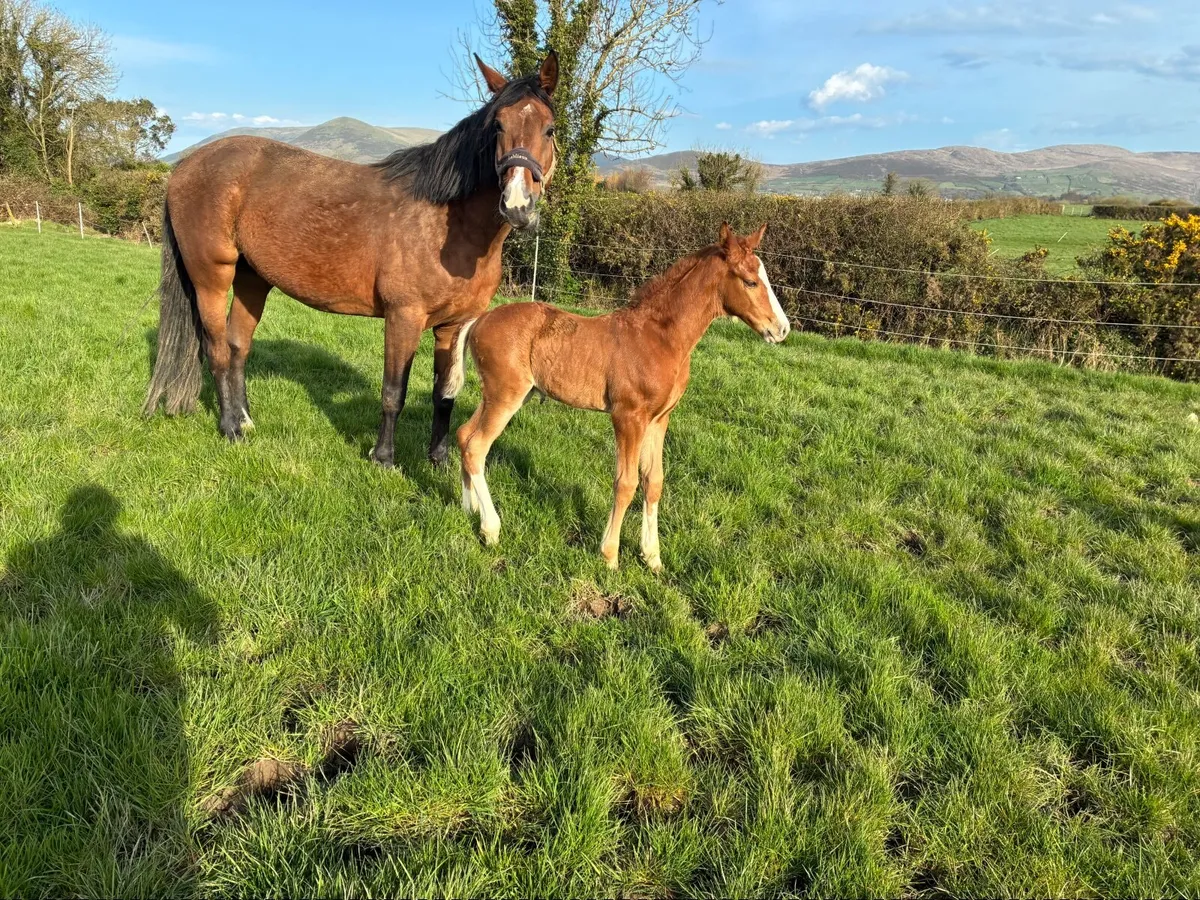 Fantastic opportunity to purchase mare and foal - Image 2