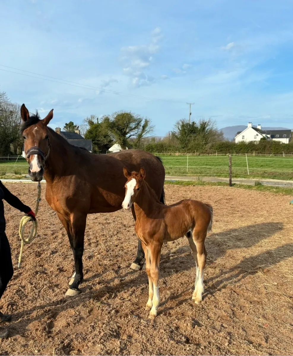 Fantastic opportunity to purchase mare and foal - Image 3