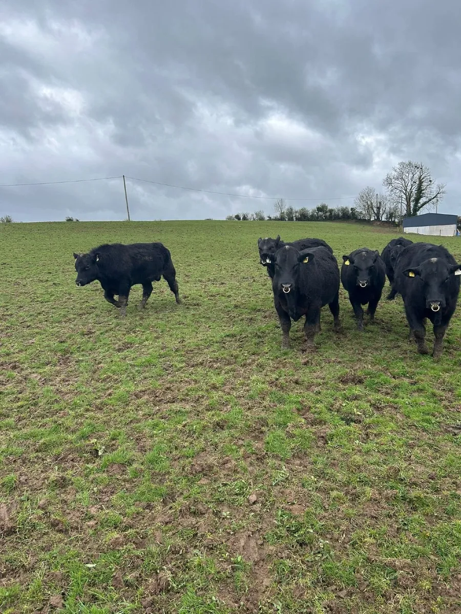 Aberdeen Angus Bulls - Image 1