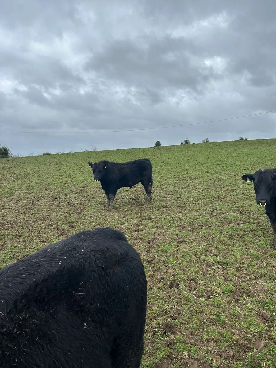 Aberdeen Angus Bulls - Image 3