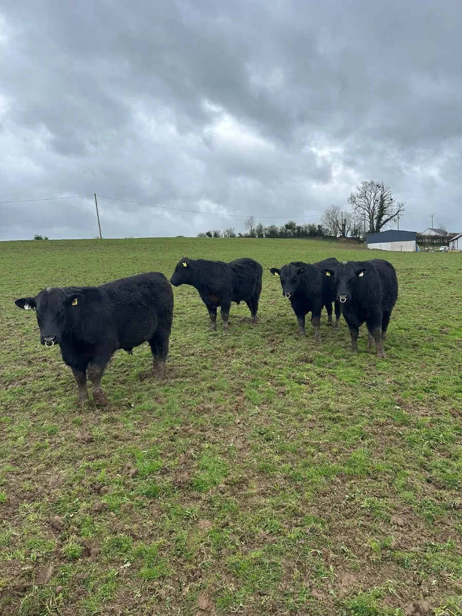 Aberdeen Angus Bulls - Image 2