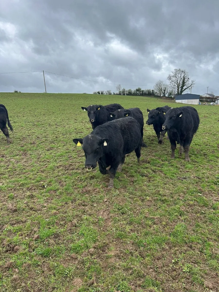 Aberdeen Angus Bulls - Image 4