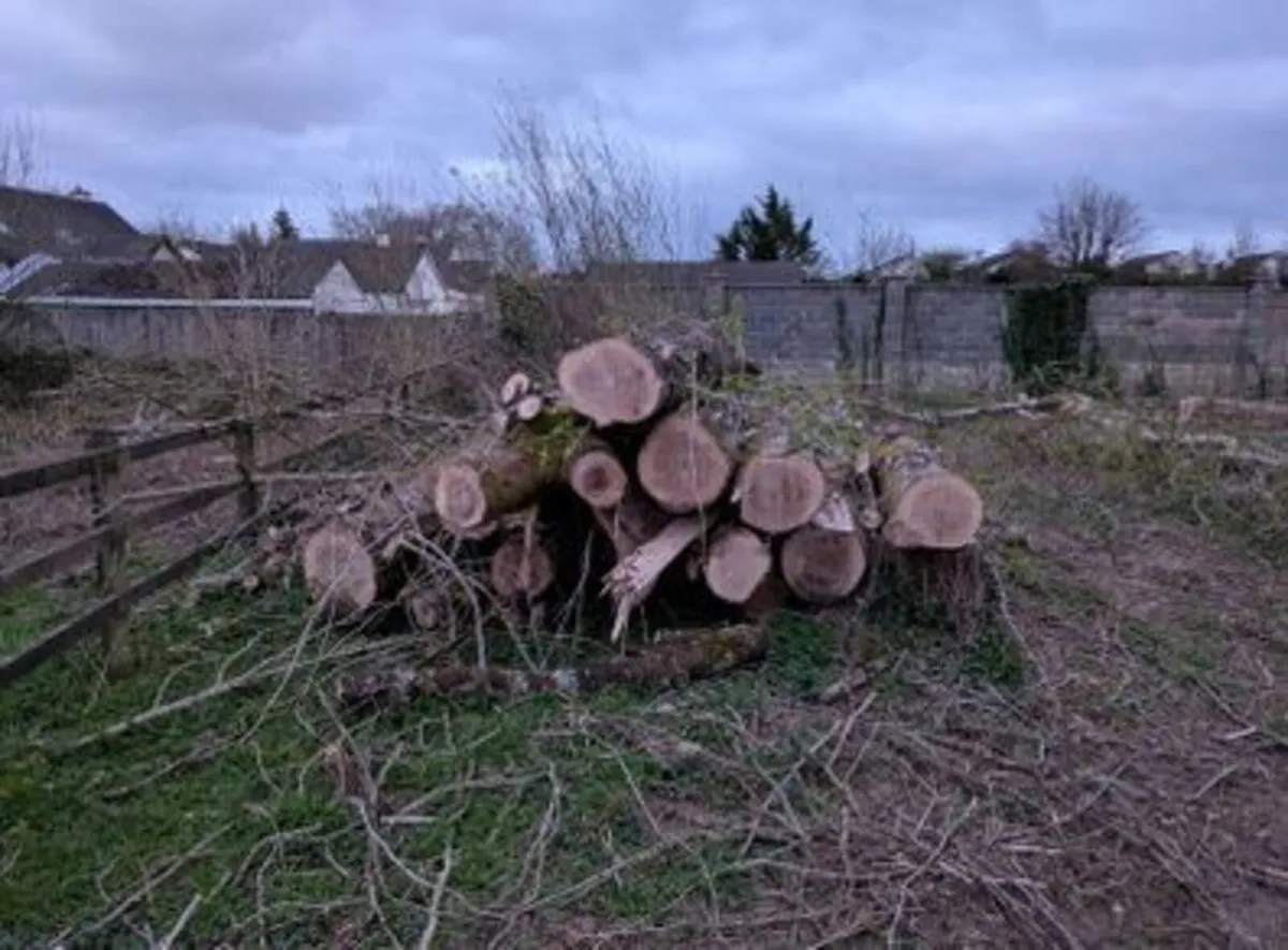 Poplar wood - Image 1