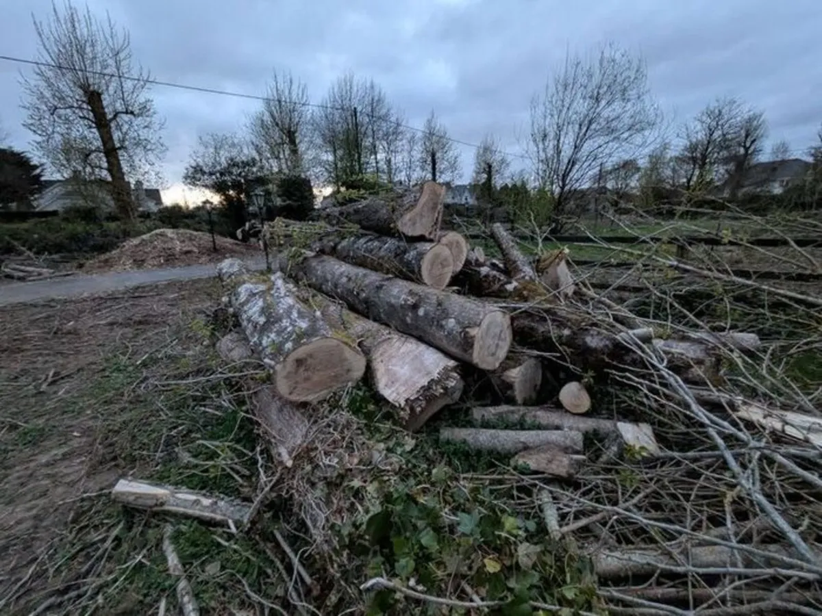 Poplar wood - Image 2