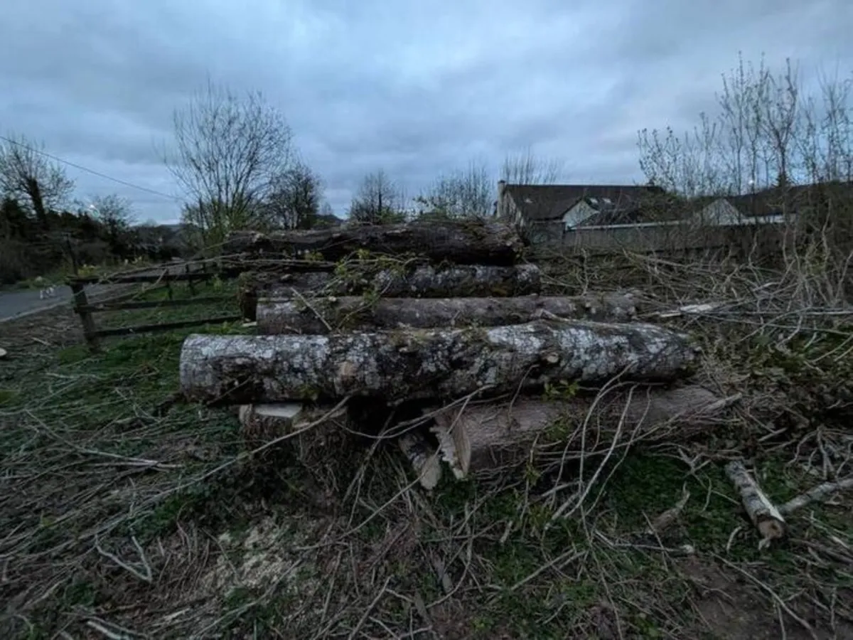 Poplar wood - Image 3