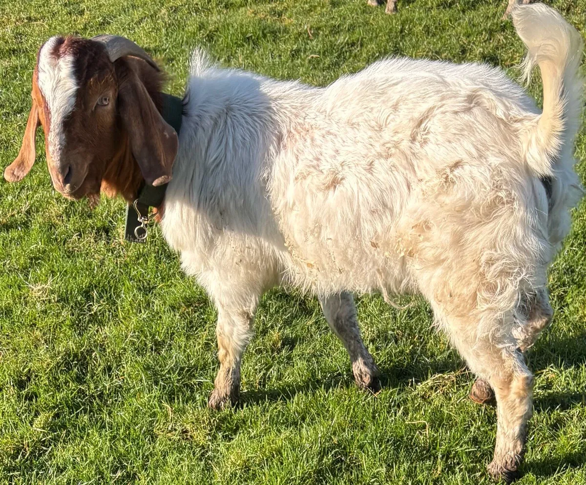 PBNR boar buck goat - Image 4