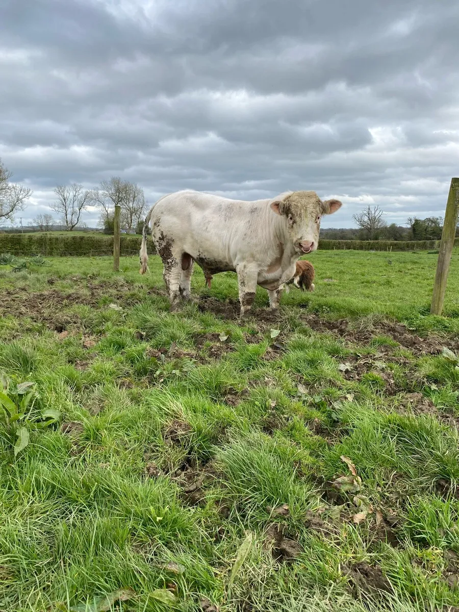 Pedigree Charolais bull - Image 1