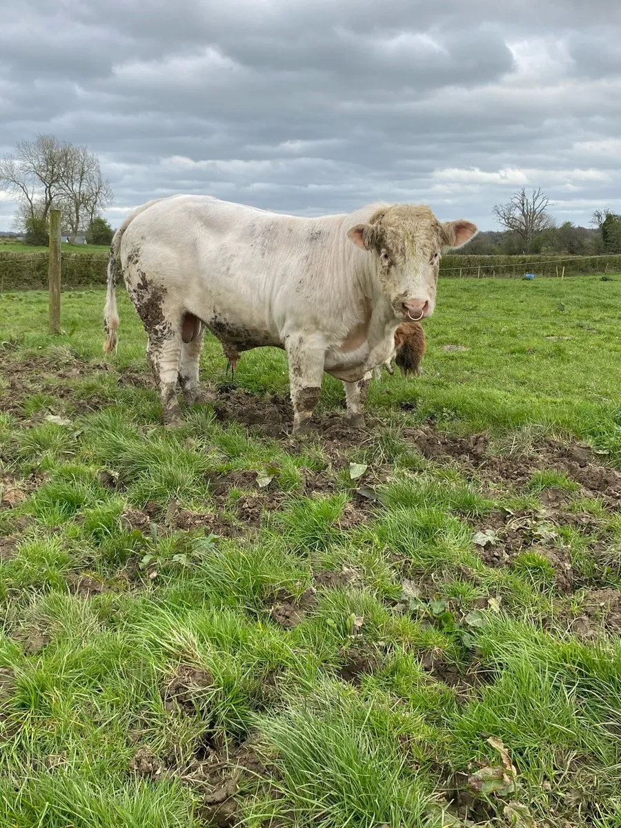 Pedigree Charolais bull - Image 2