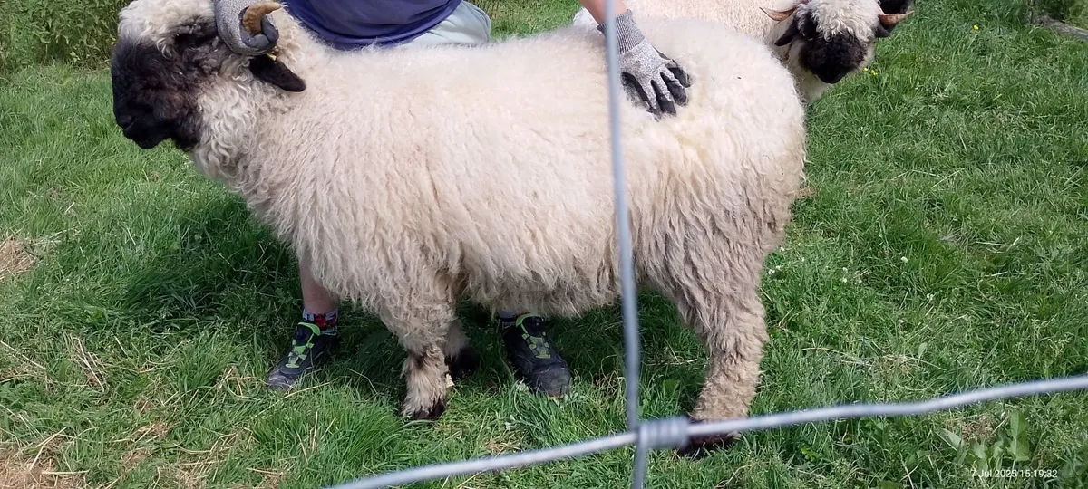 Ewe blacknose valais - Image 2