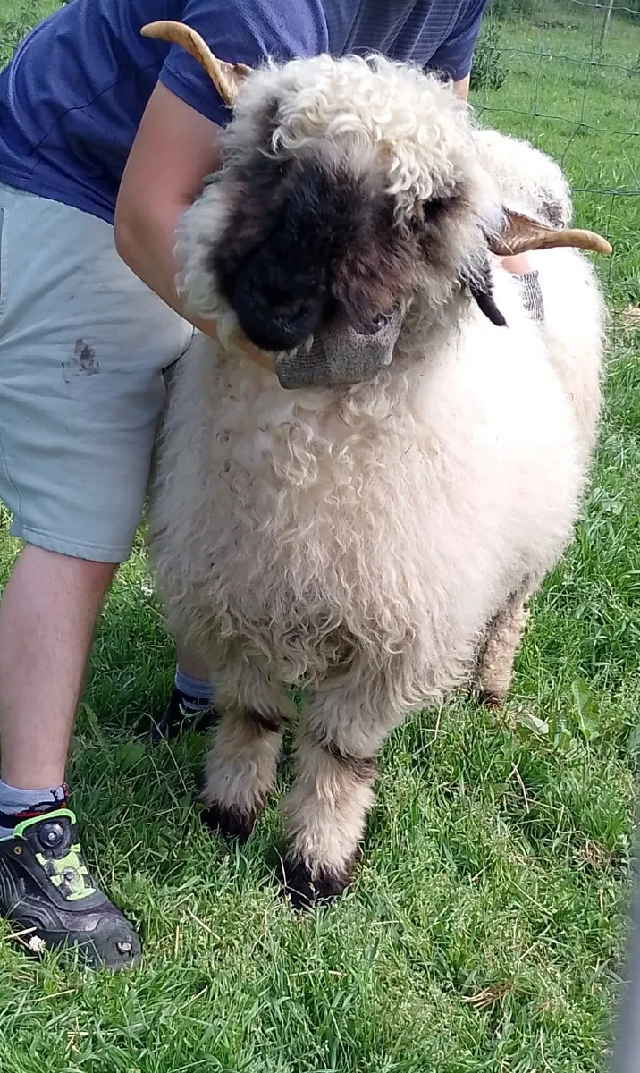 Ewe blacknose valais - Image 1