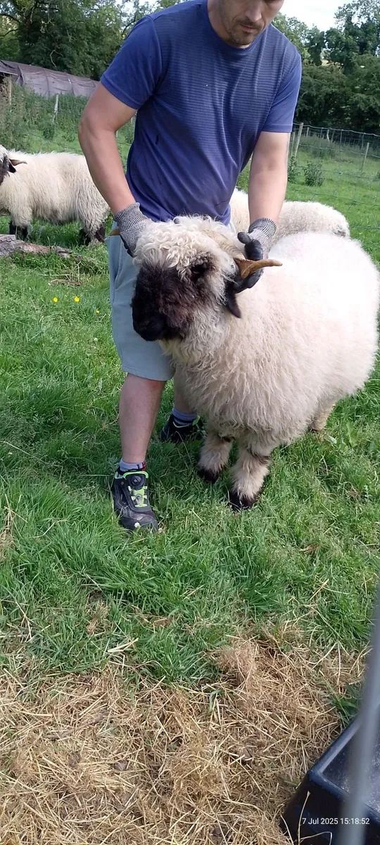 Ewe blacknose valais - Image 4