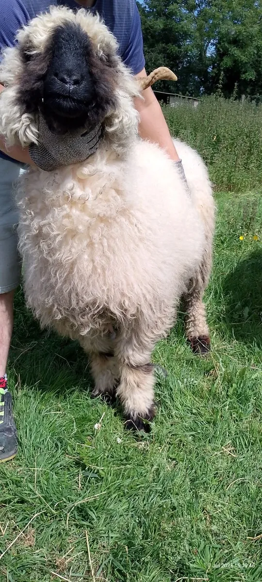 Ewe blacknose valais - Image 3