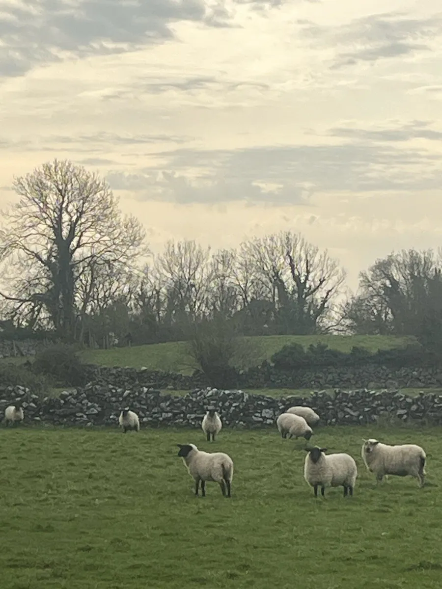 Sheep - Image 1